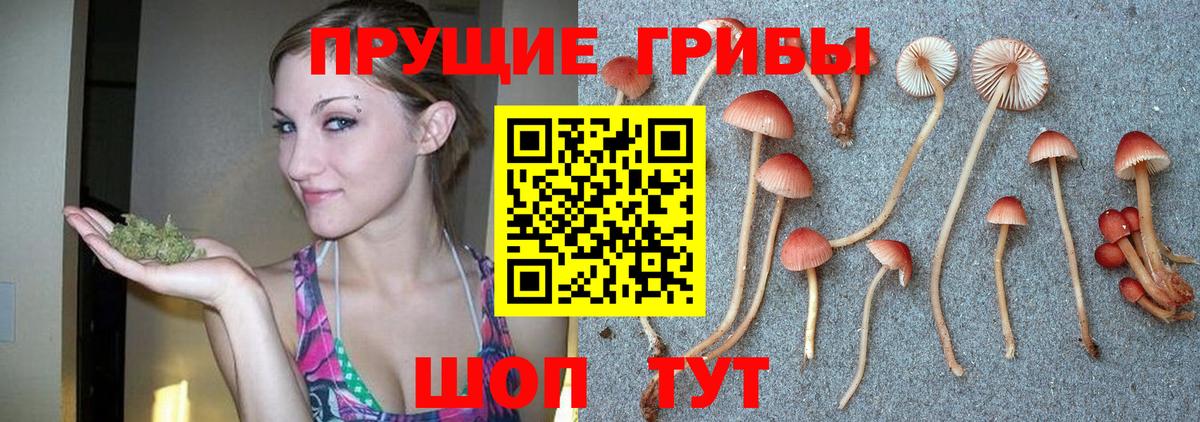 Подольск  Галлюциногенные грибы GOLDEN TEACHER  Вход с VPN 